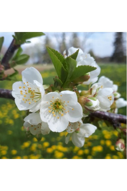 Квіти вишні Ерді Крупноплідна